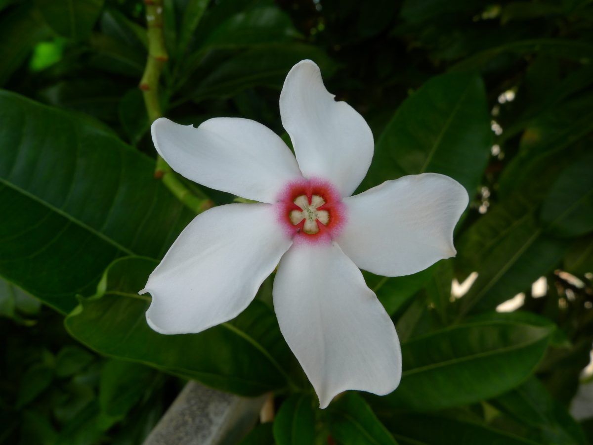 white flower with five petals
