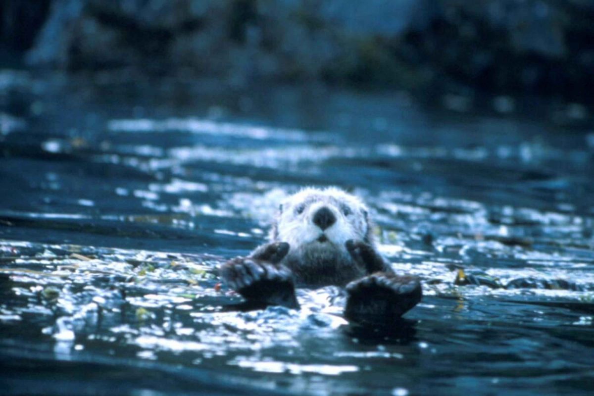 cute sea otter