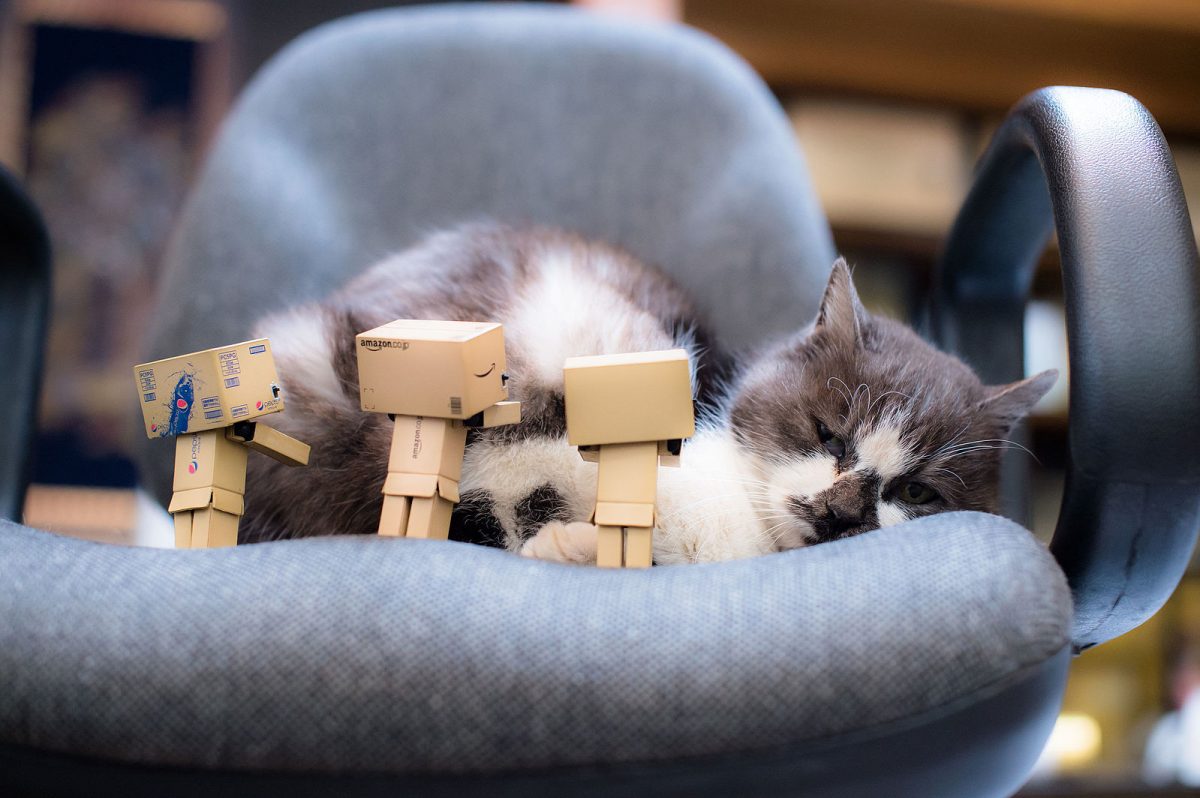 Danbo negotiation team has failed the mission