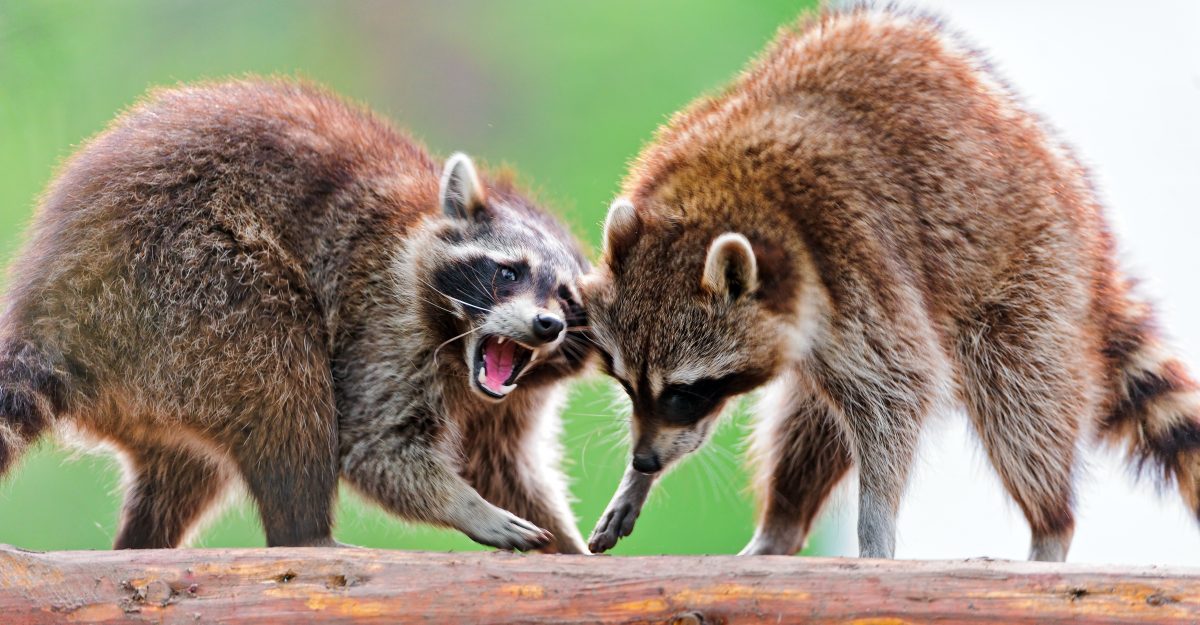 two raccoons fighting