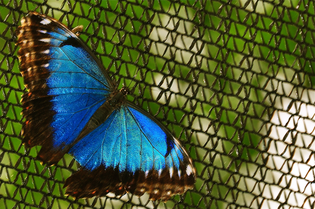Morpho peleides (blue morpho butterfly)