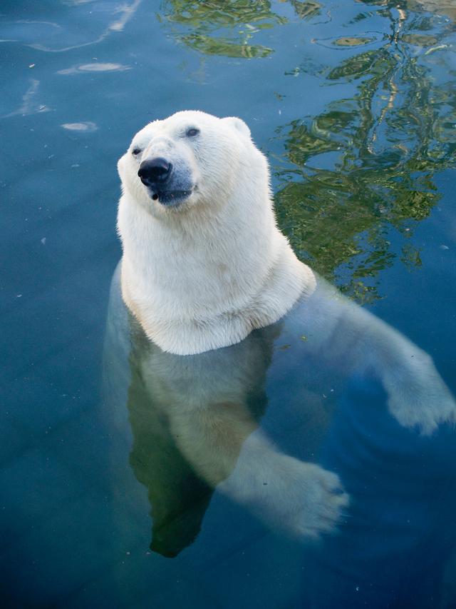Polar Bear, St. Petersburg