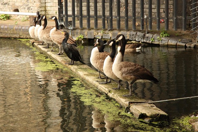 Canada Geese lined up under Ladbrooke Grove Bridge, with a Cormorant for company ... apparently a common sight on this part of the Grand Union Canal.