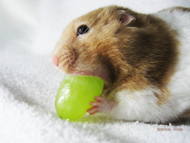 hamster eating grape