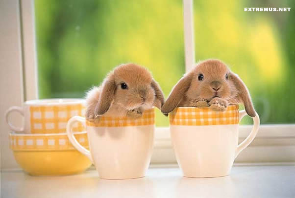 two bunnies in cups
