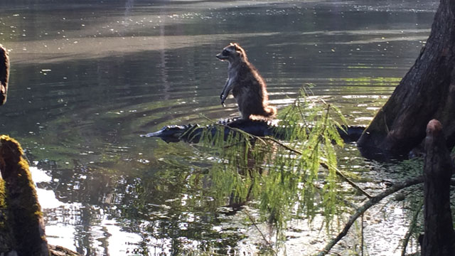 Someone in Florida snapped a picture of a raccoon riding a gator at the Ocala National Forest.